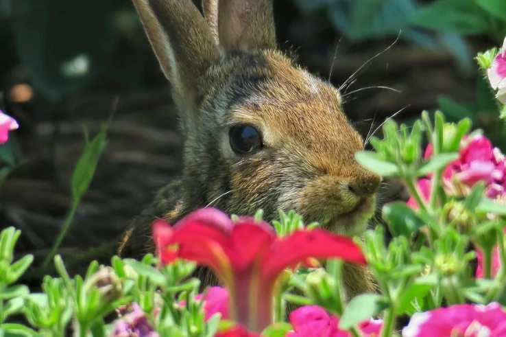 protect petunias from rabbits