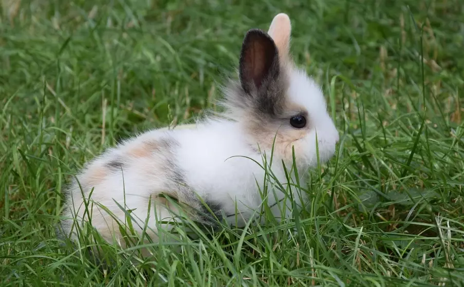 dwarf rabbit breeds