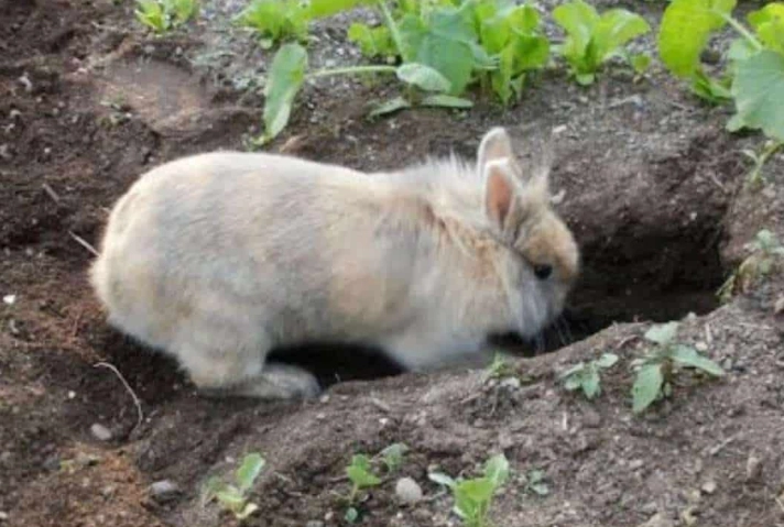 do rabbits dig holes