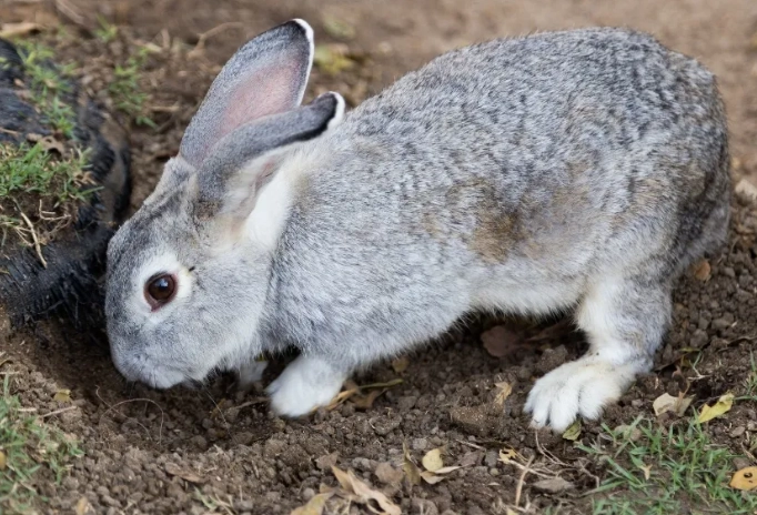 rabbit digging behavior