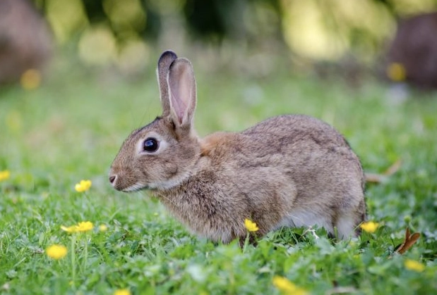 bunny digestion bunny digestion