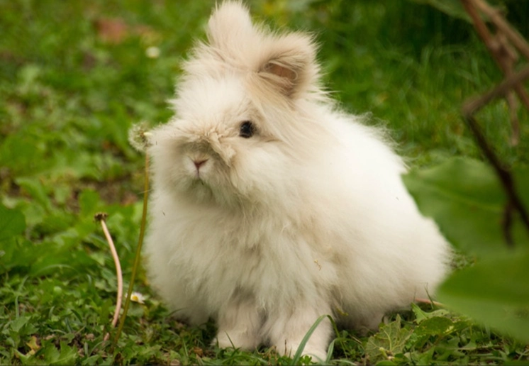 angora rabbit grooming