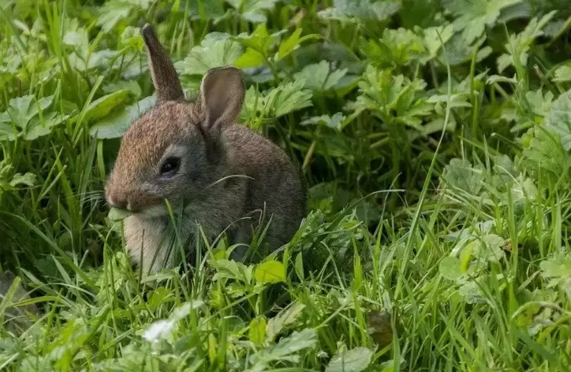 wild rabbit diet