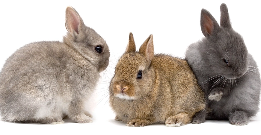 netherland dwarf rabbit care