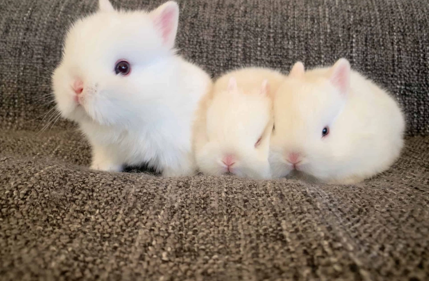 dwarf rabbit breed information