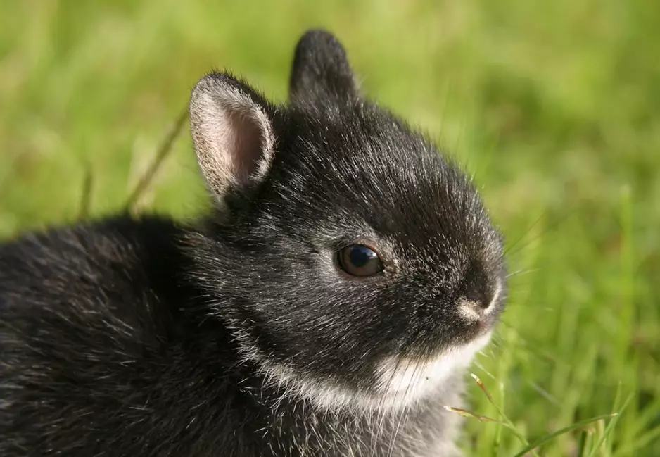 dwarf rabbit