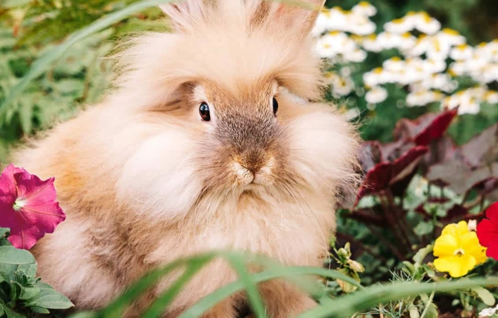 rabbit resistant plants