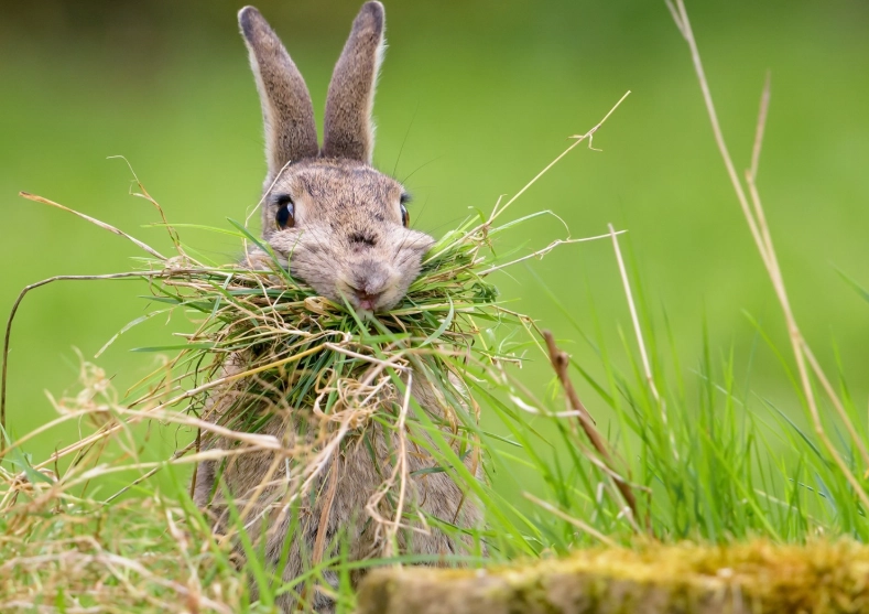 feeding wild rabbits