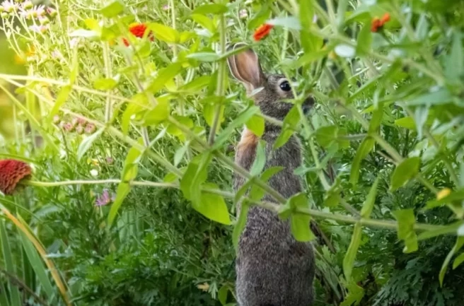 rabbit resistant plants rabbit resistant plants