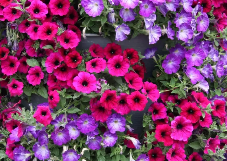 protect petunias from rabbits
