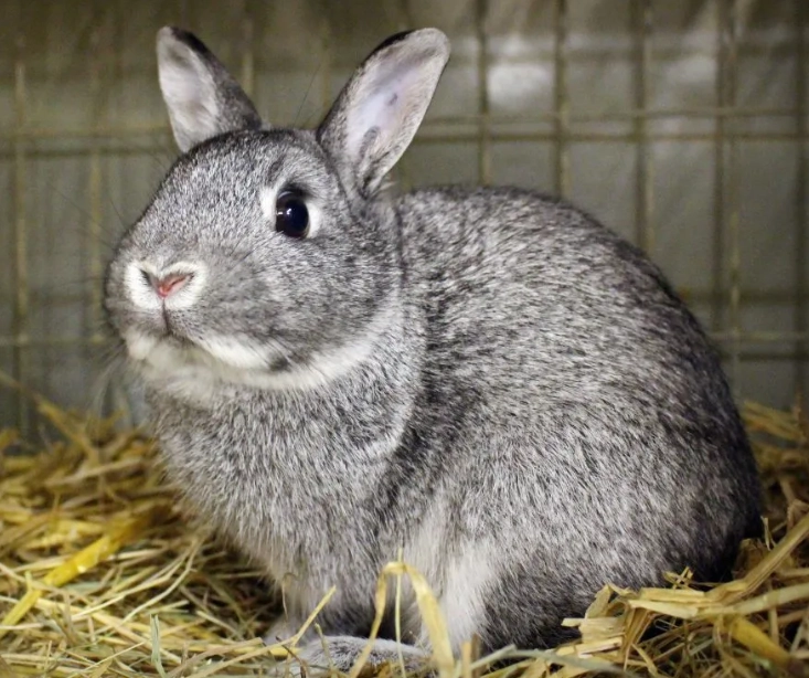 netherland dwarf rabbit lifespan