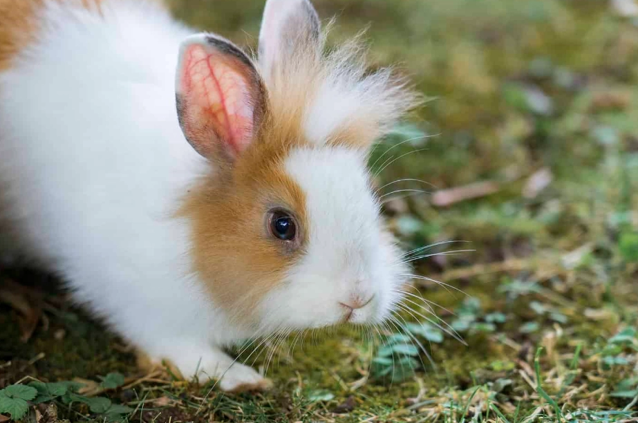 how long do rabbits live