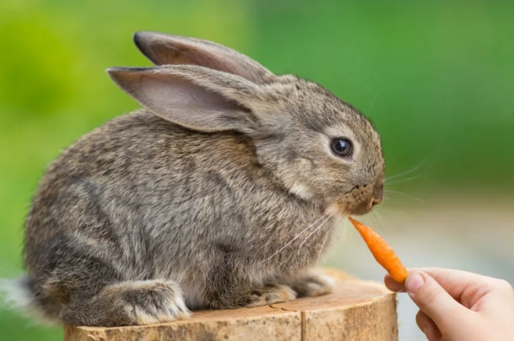 rabbit gas rabbit gas