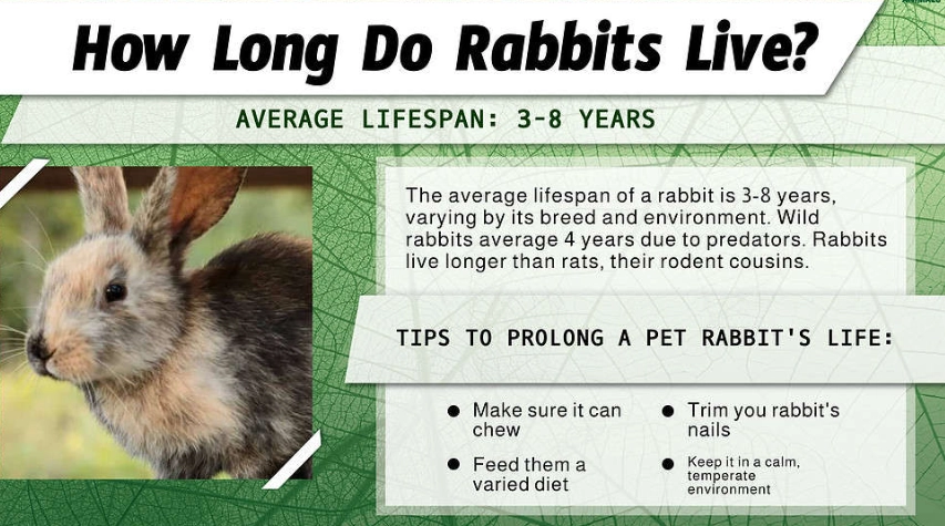 rabbit lifespan