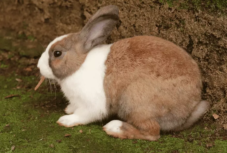 dutch rabbit breed
