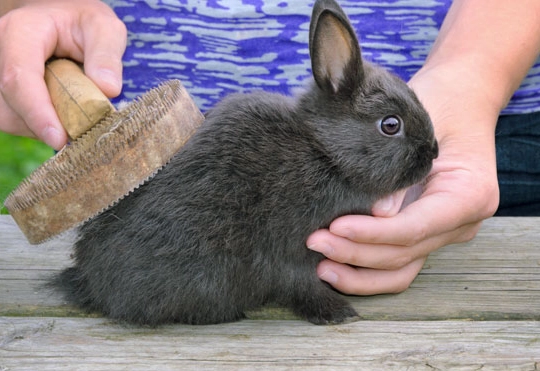 rabbit flea treatment