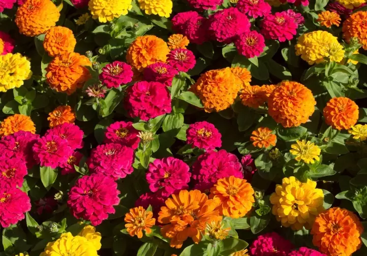 protect garden from rabbits protect garden from rabbits