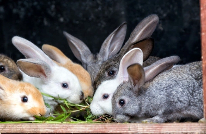 how long do bunnies live