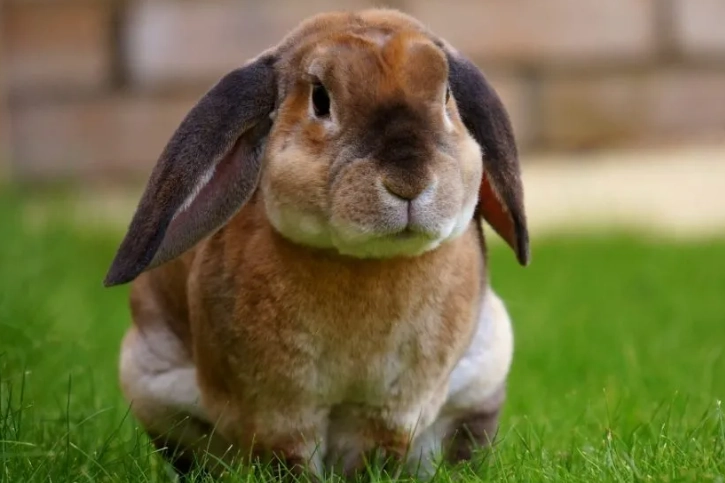 protect petunias from rabbits