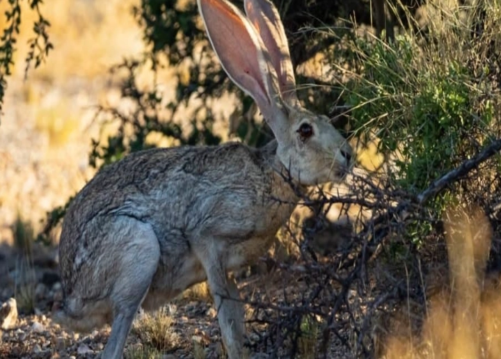 are jack rabbits carnivores