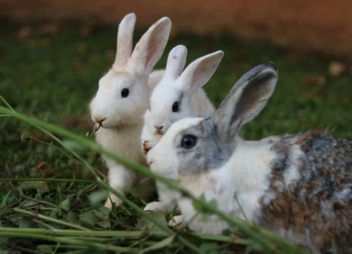 rabbit gestation period