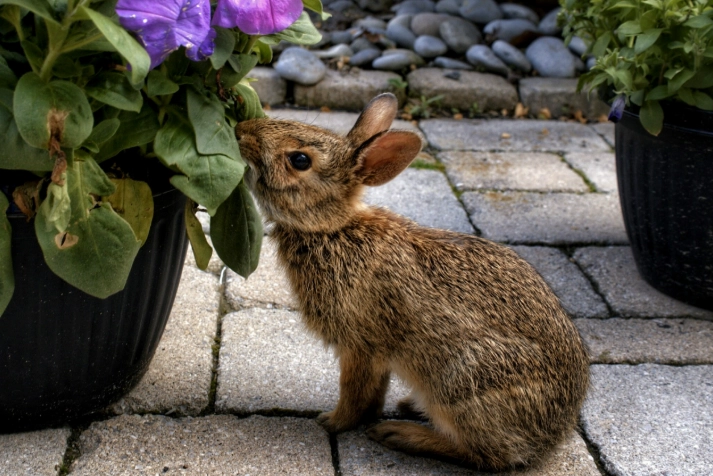 deter rabbits from garden