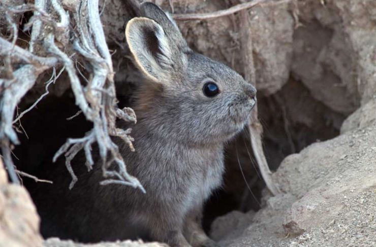 smallest rabbit species