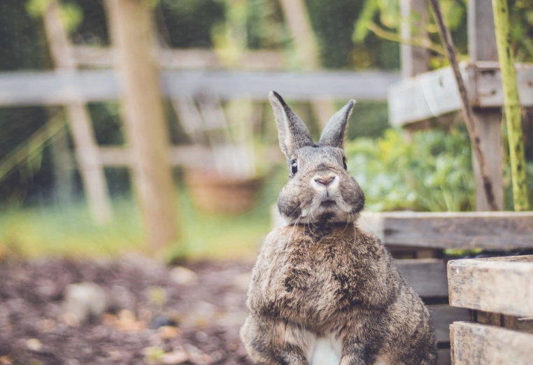 rabbit proof garden