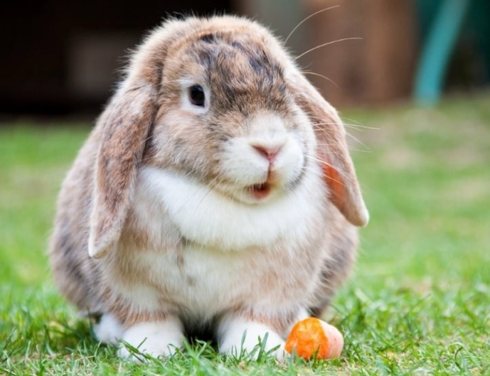 difference between bunny and rabbit