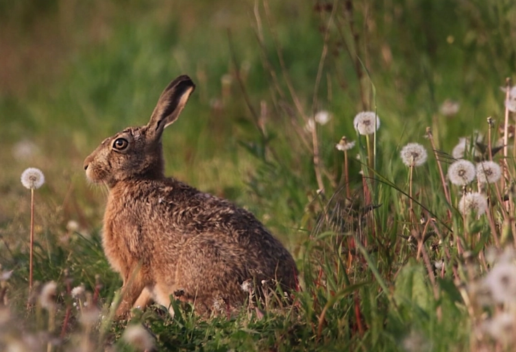 winter rabbit care