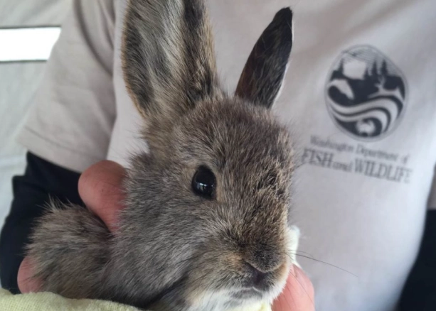 smallest rabbit species