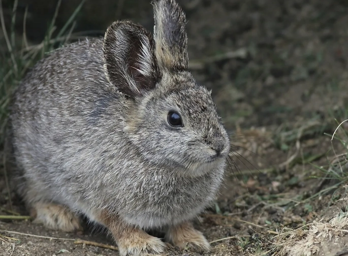 pygmy rabbit care