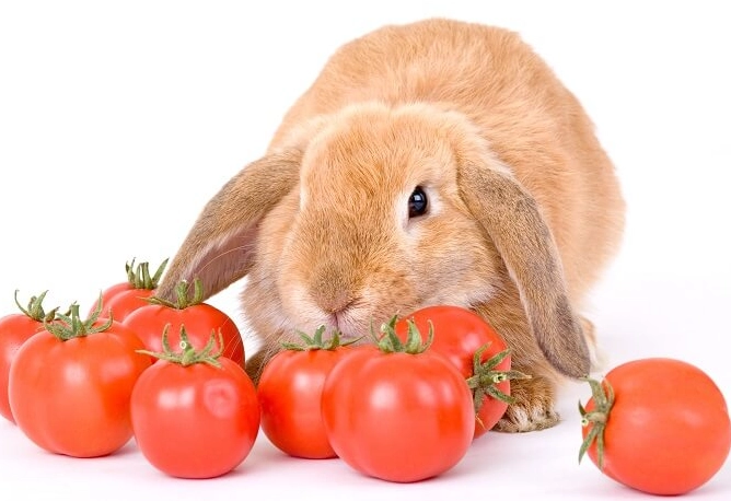 rabbits eat tomatoes rabbits eat tomatoes