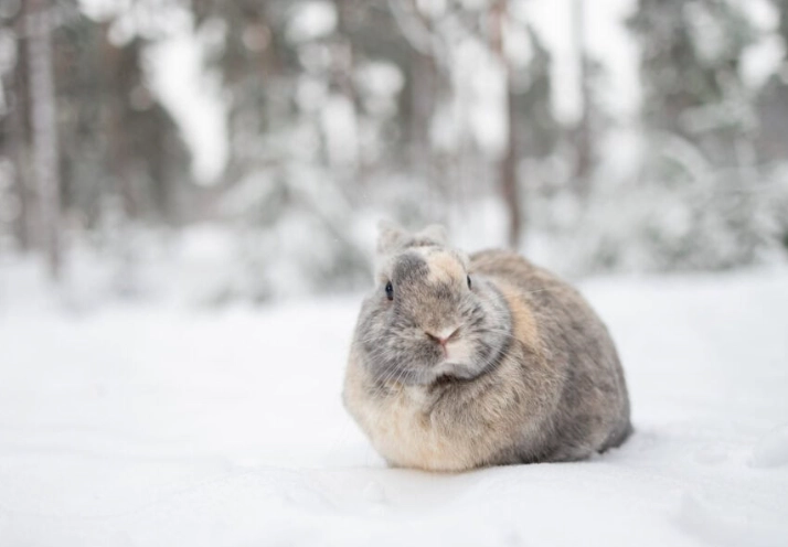 winter rabbit care