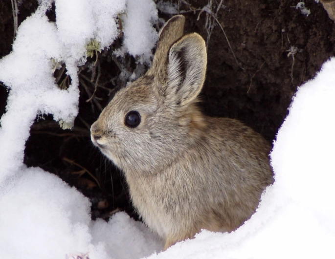 pygmy rabbit
