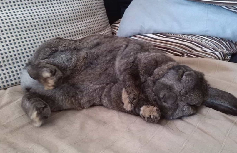 rabbit sleeping positions rabbit sleeping positions