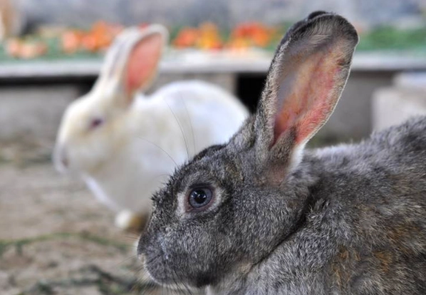 do rabbits have periods