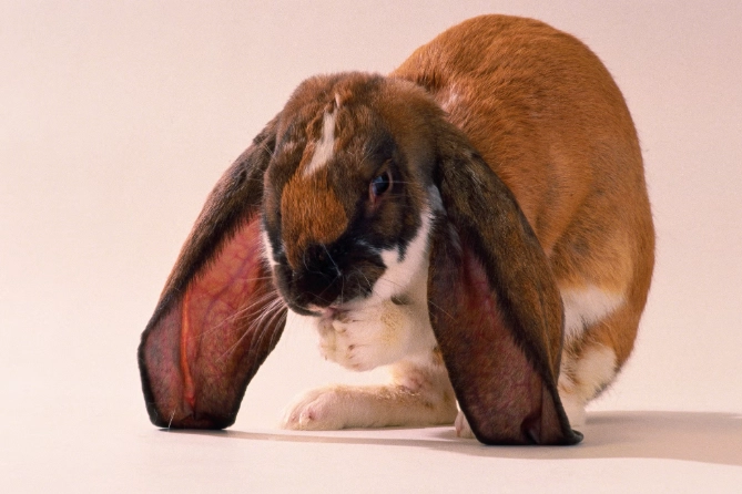 english lop rabbit size