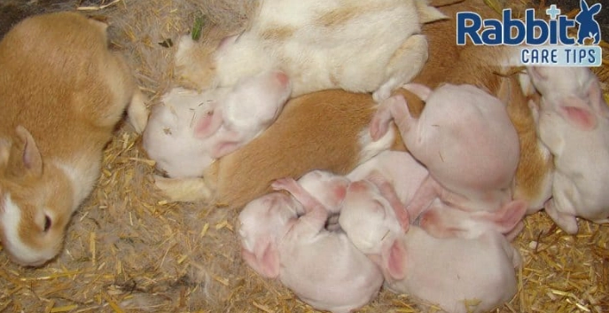 rabbit pregnancy signs