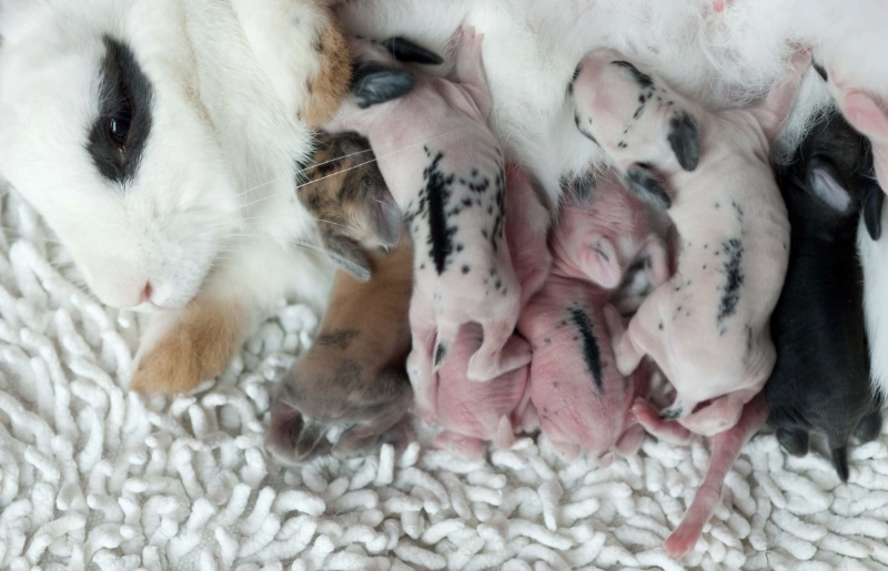 how can you tell if a rabbit is pregnant