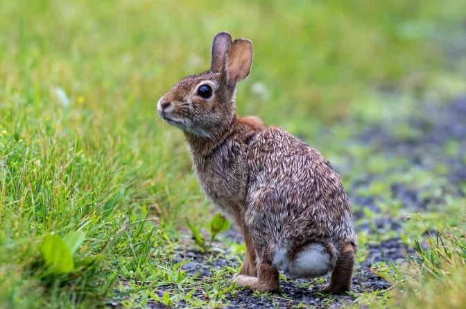 cottontail rabbit facts