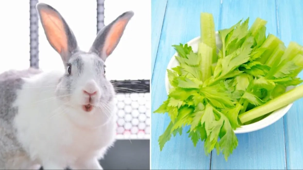 rabbit diet
