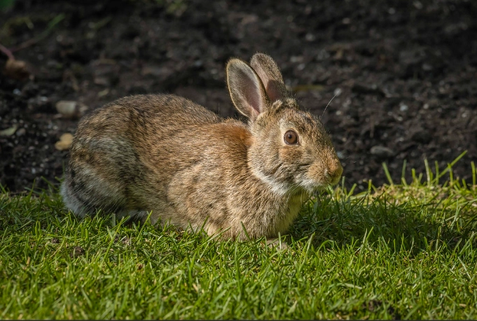 cottontail rabbit facts