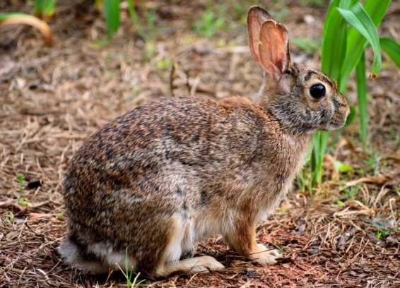 winter care for rabbits