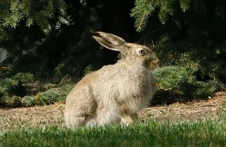 do rabbits make noises