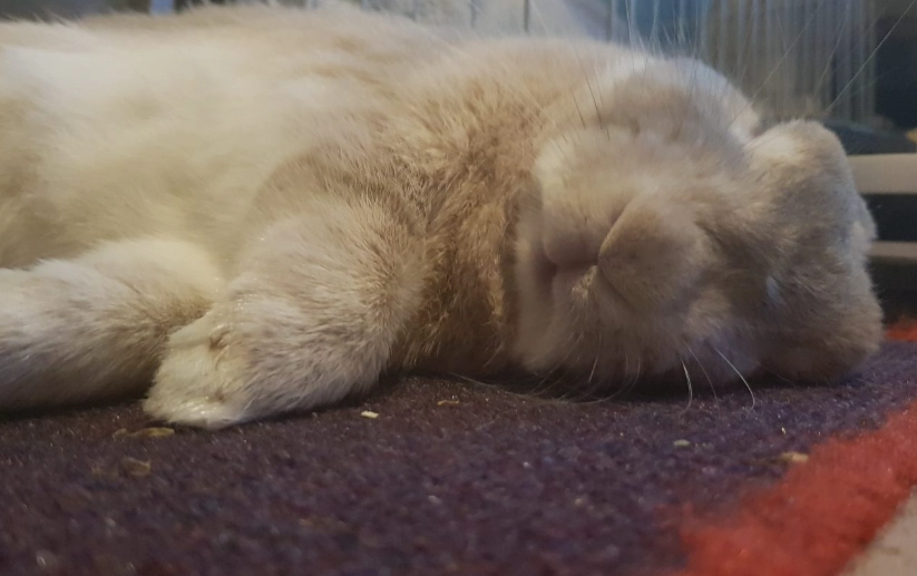 do rabbits sleep