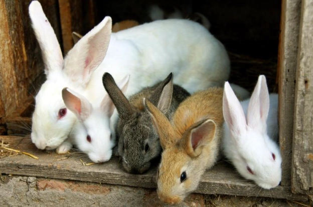 rabbit shots rabbit shots