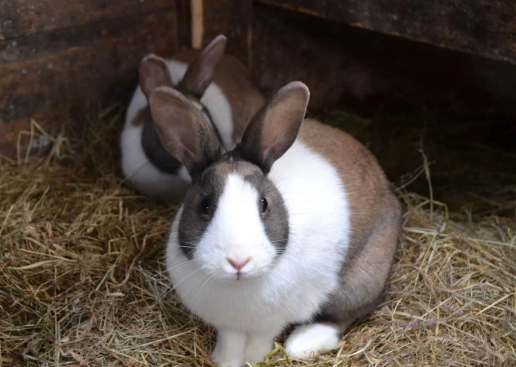 rabbit noises meaning