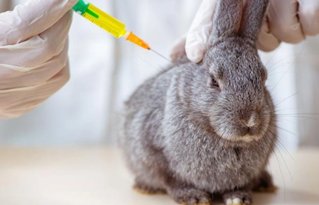do rabbits need shots