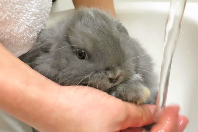 bathing a rabbit bathing a rabbit